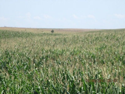 2006